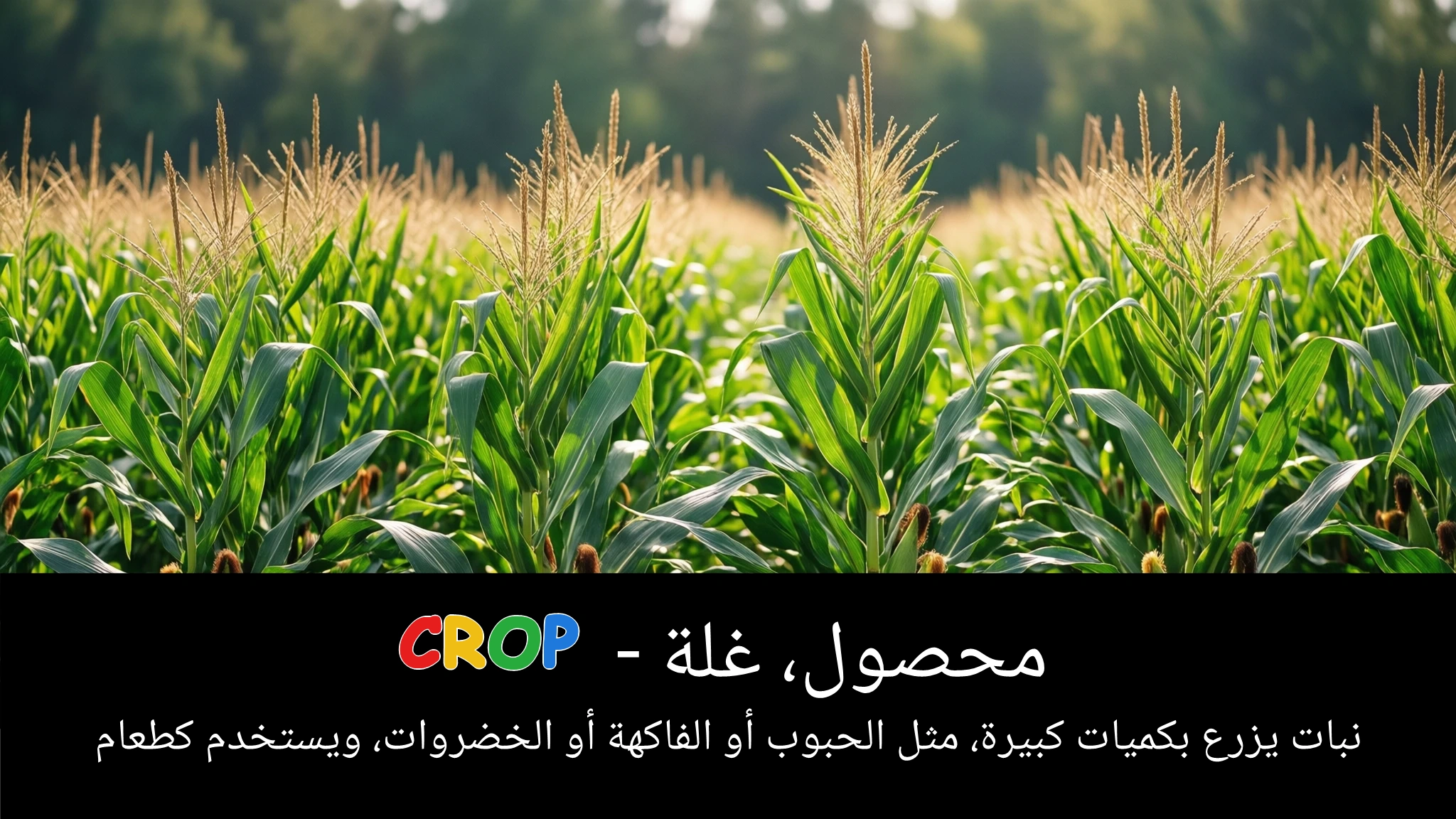 Arabic Illustration for crop